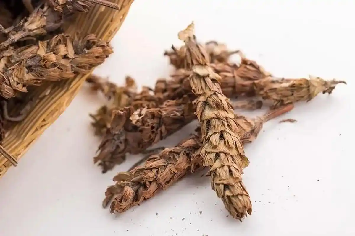 中药夏枯草功效解析:清火明目,散结消肿【仅供参考】  中药夏枯草:性