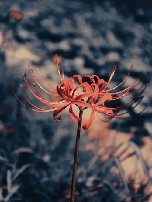 彼岸花曼珠沙华