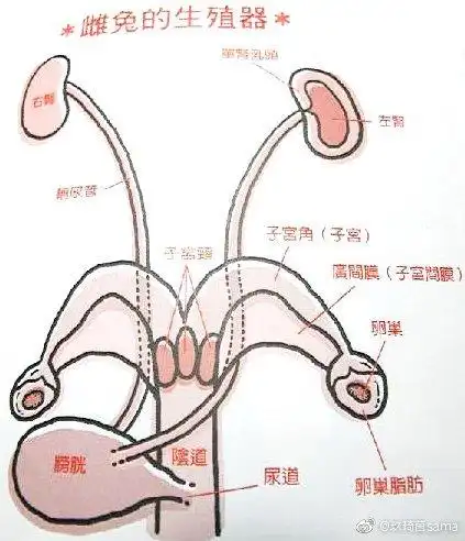 动物的奇葩生殖qi
