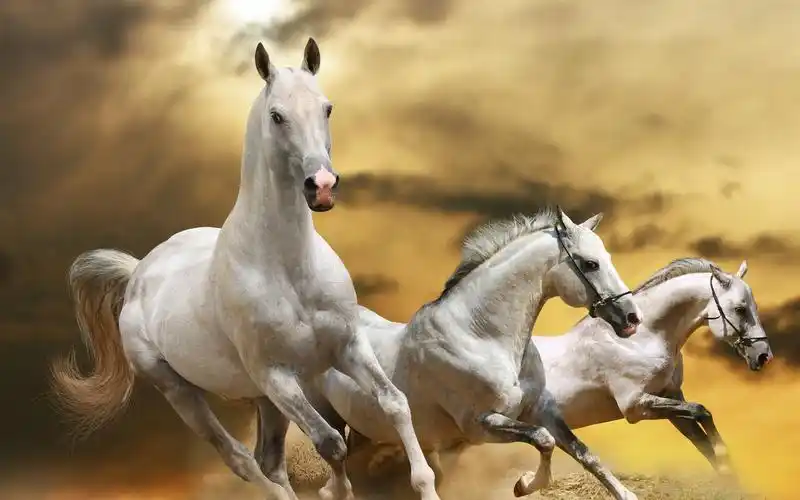 壁纸 三匹马奔跑,速度 5120x2880 uhd 5k 高清壁纸, 图片, 照片