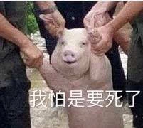 不断疯狂ps出神级表情包 这些表情包真是令人笑到猪叫了 猪猪明明