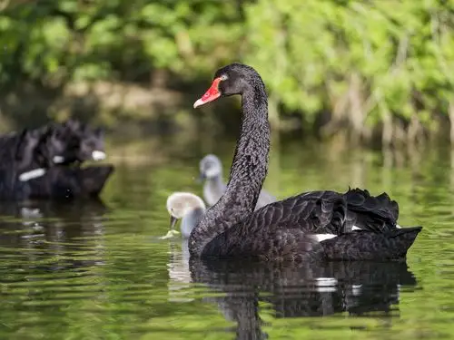 黑天鹅在池塘 桌布 | 2560x1920 桌布下载 | hk.best-wallpaper.net