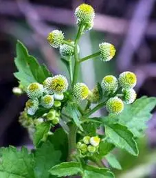 鱼秋草的功效与作用