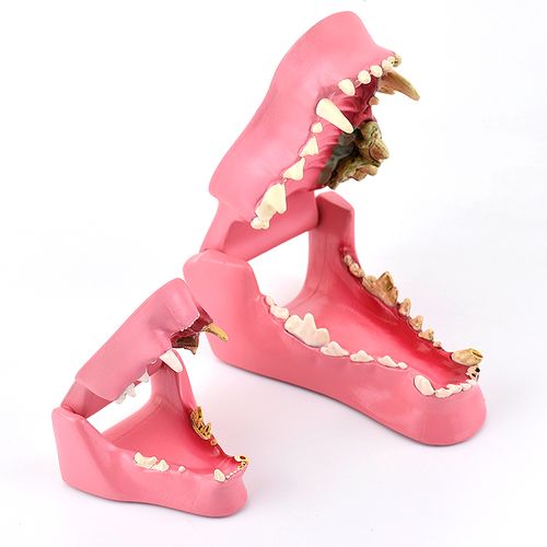 enovo颐诺狗牙猫牙解剖犬齿猫科动物口腔牙齿正常病理模型动物宠