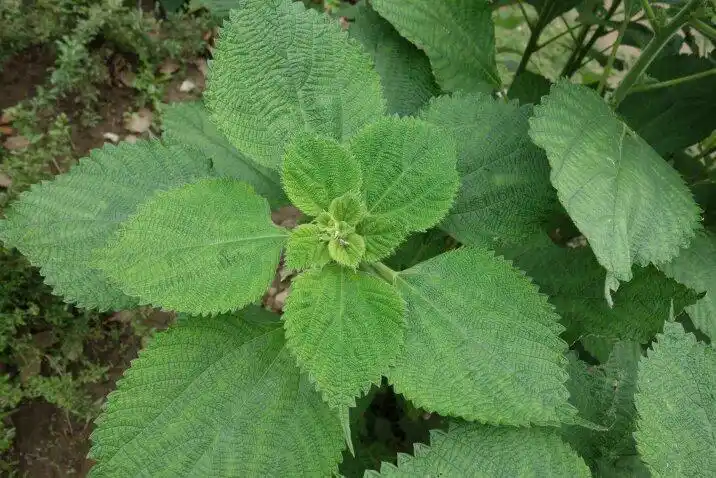 今天 08:07  提问者采纳 野苎麻 .