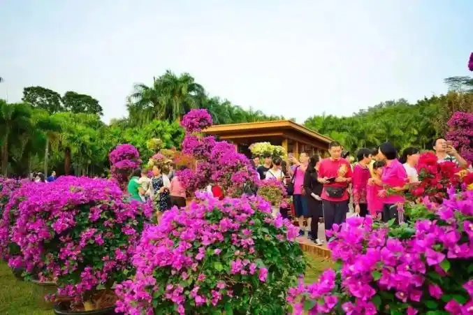 簕杜鹃花展绽放莲花山四大展区组成缤纷花园等你来看