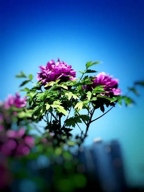 蓝天下的牡丹