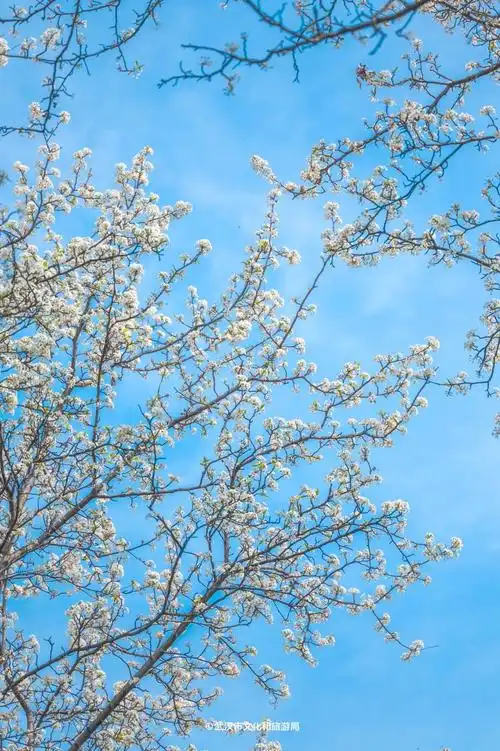 青山公园的最美梨花开了进来看