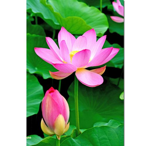 荷花莲花旺业海报画无水荷叶吉祥玄关客厅简装装饰自粘画 竖版图f117