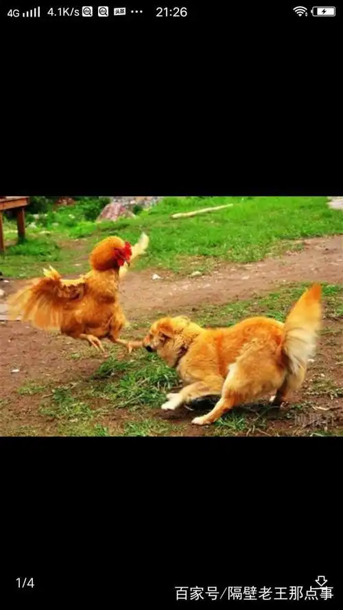 93年属相为鸡,94年属相为狗,能否婚配?