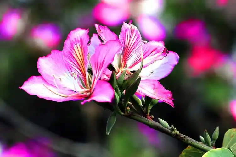 花满枝头等你来,2021年3月2日拍摄