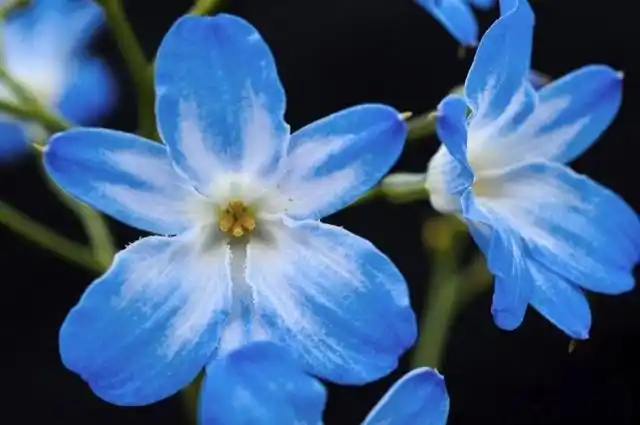 蓝色花朵,给炎炎夏日带来清凉,送给你!