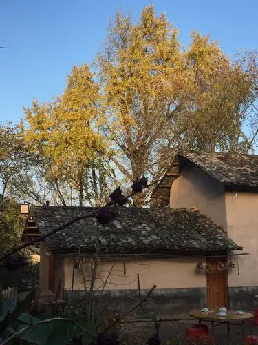这些古老的银杏树散落在村中,和老屋相配搭更显生活气息.