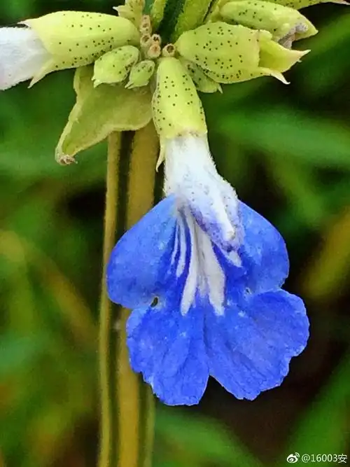 鼠尾草见过这么漂亮的老鼠尾巴么