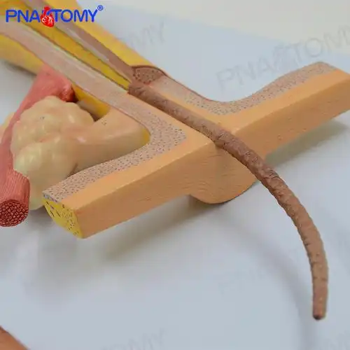 毛囊毛发头发结构解剖放大模型皮肤植发美容美发教具医用皮肤科