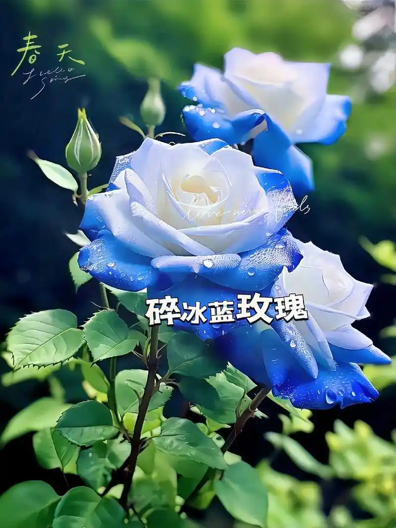 碎冰蓝玫瑰.#爱生活爱养花 #蓝色妖姬 #花卉绿植 #好看的 - 抖音