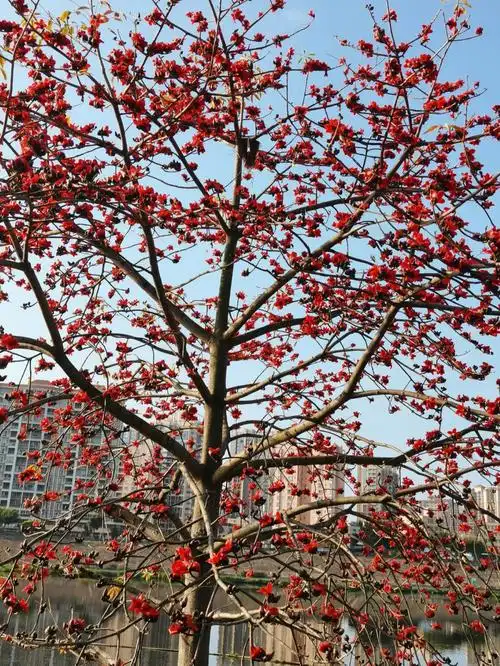 木棉花花语:珍惜身边的人,珍惜身边的幸福