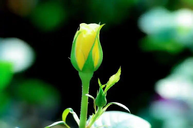 含苞待放月季花