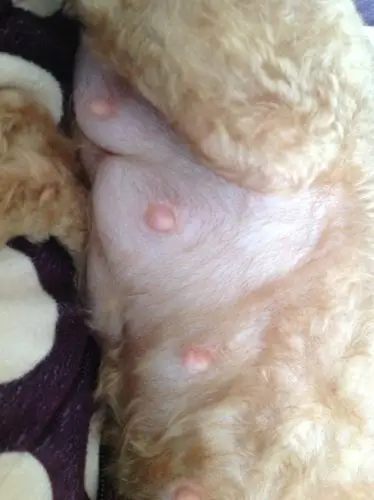 大家好,我家的泰迪狗狗已经怀孕五十八天了,她昨天晚上睡觉很睡不安宁