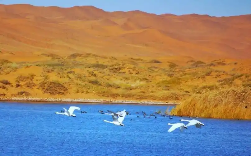 腾格里沙漠徒步天鹅湖看天鹅