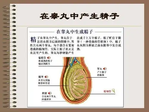 男性女性生殖全过程,图文解说.ppt