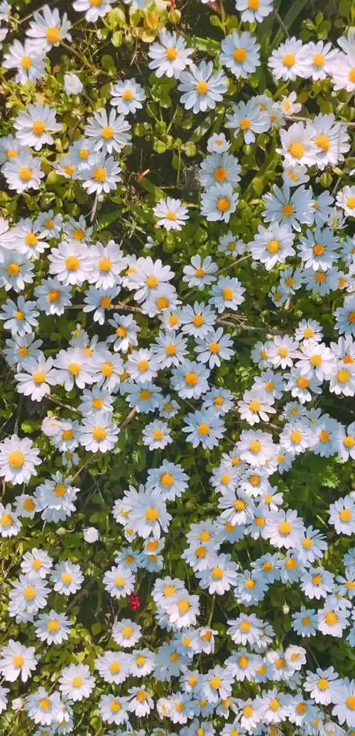 你们写词我作曲治愈系壁纸