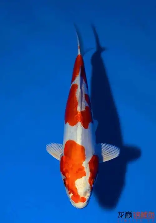 德系锦鲤,说说这是什么品种