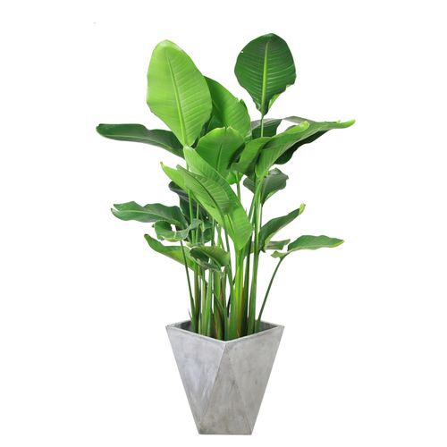 天堂鸟大盆盆栽鹤望兰客厅冬季花卉室内甲醛植物绿植