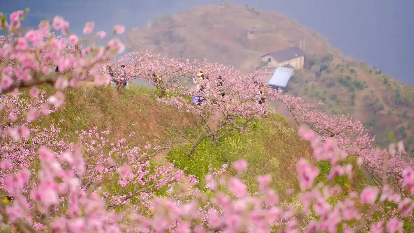桃花开满天台山