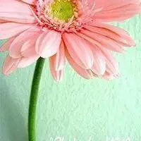 微信好运头像花朵淡雅