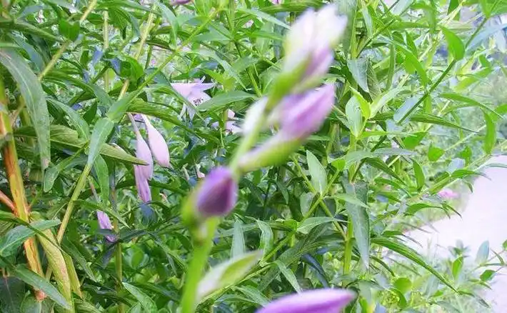 p>紫萼香茶菜(学名: i>isodon /i>  i>forrestii /i> (diels) kud  )