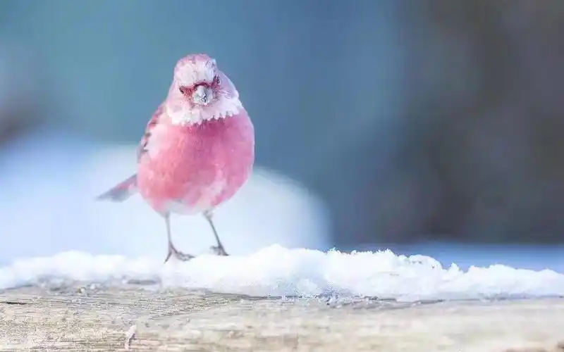 可爱粉色小鸟唯美摄影高清桌面壁纸-动物壁纸-手机壁纸下载-美桌网