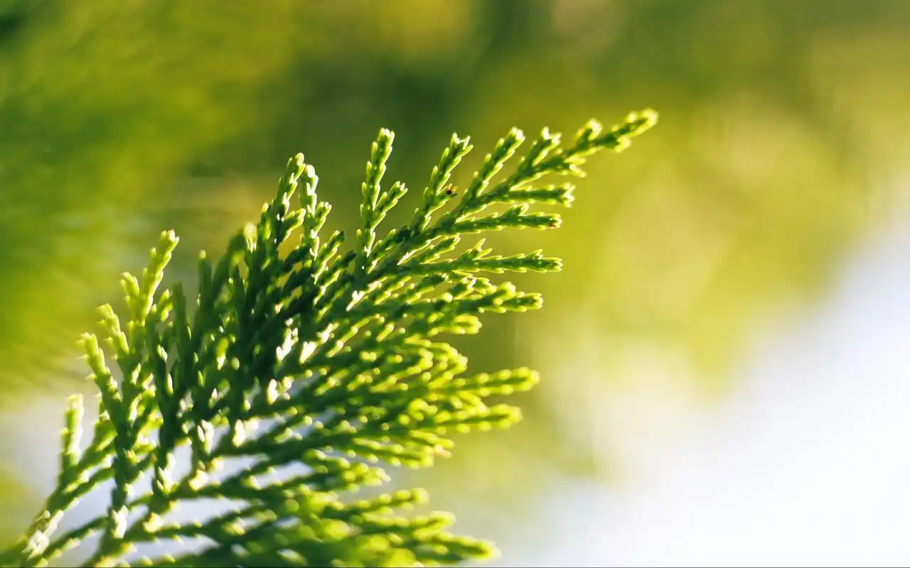 超清护眼绿色植物图片电脑壁纸