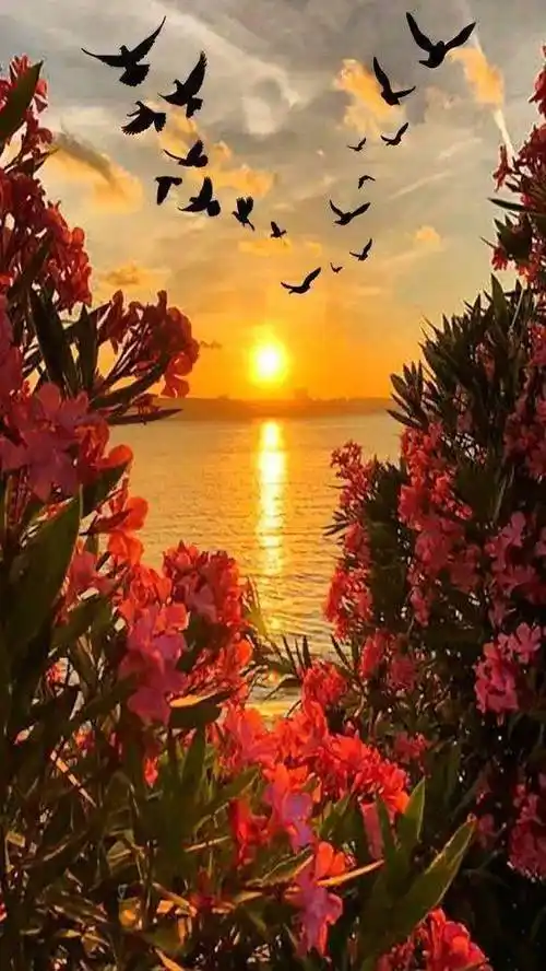 夕阳才是最美的年纪,温馨又从容,最美不过夕阳红!