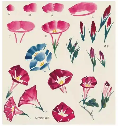 跟徐湛学写意花鸟画——牵牛花的画法1