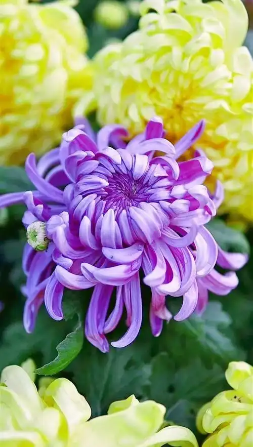 黛秀湖公园～湖光潋滟菊花香 别有秋韵菊花展