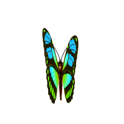 u5制作动态蝴蝶教程