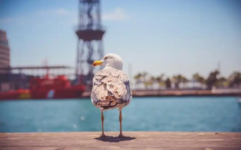 海鸥后面视图,站,脚,尾巴 壁纸