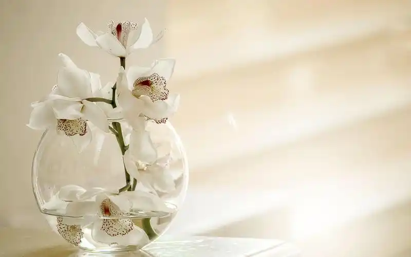 文艺小清新最喜爱的花瓶摆件,鲜花-回车桌面