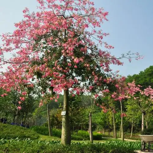 大腹木棉 - 美篇