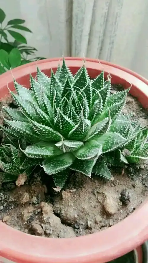 胖芦荟的老桩,越养越旺