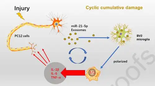 神经元外泌体携带mir-21-5p促进小胶质细胞的m1极化