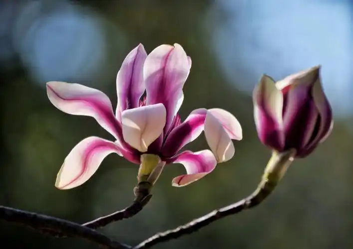 2021年上海植物园迎春花展—玉兰花