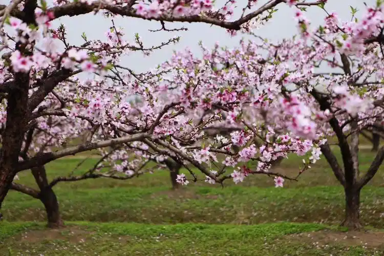 皇母桥桃园的桃花朵朵开,盛况如三生三世十里桃花里的场景.