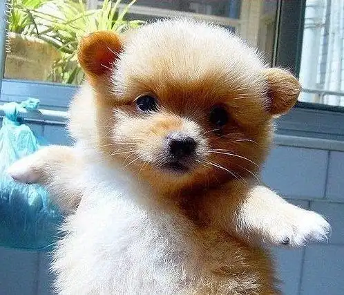 萌萌的小奶狗图集,看完感觉空气都甜了