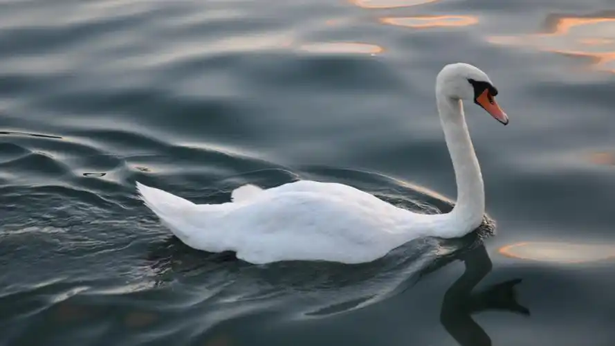 优雅的白天鹅图片812