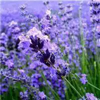 薰衣草微信头像图片大全集【点击鼠标右键下载】
