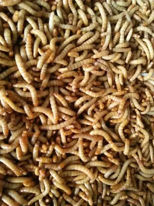 临沂黄粉虫￥临沂黄粉虫养殖临沂黄粉虫养殖基地