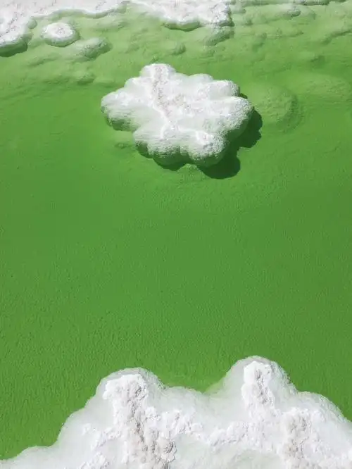 530治愈的绿色壁纸