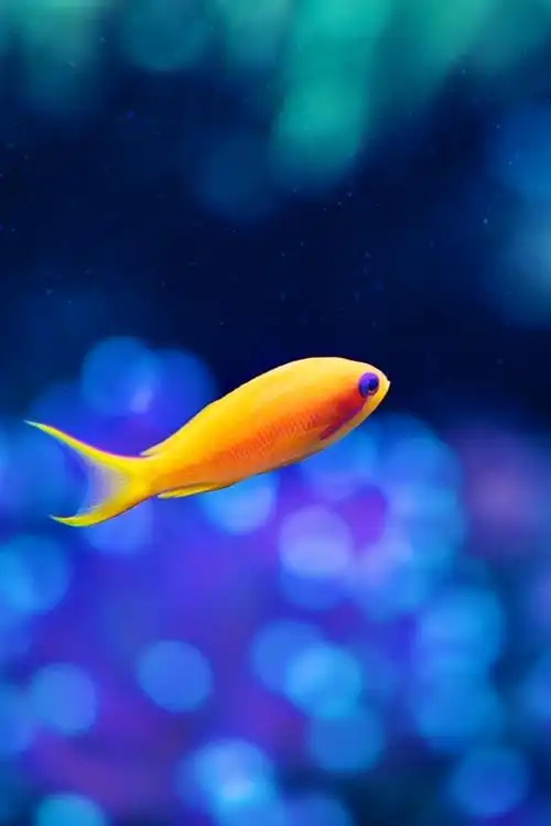 壁纸 水中的黄色鱼,模糊蓝色背景 2560x1600 hd 高清壁纸, 图片, 照片